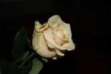 Rose-117.jpg